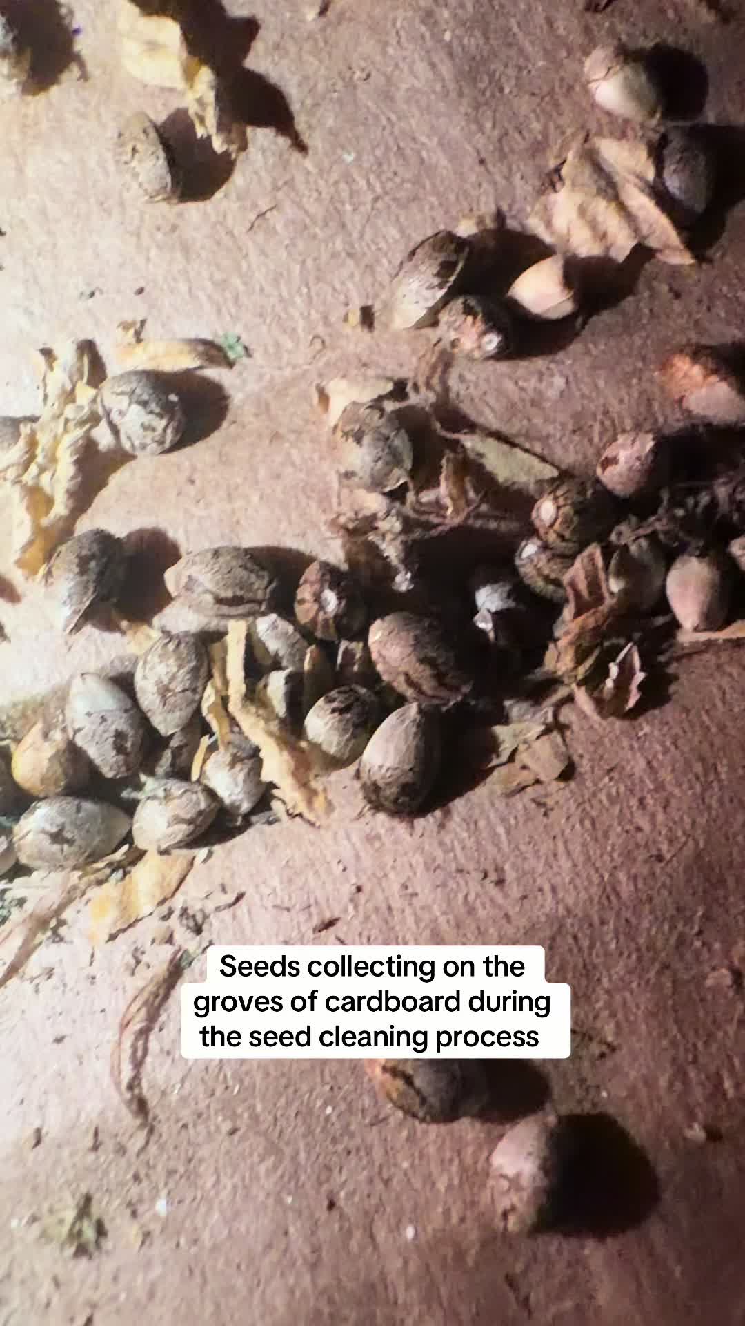 @SEEDTIVA