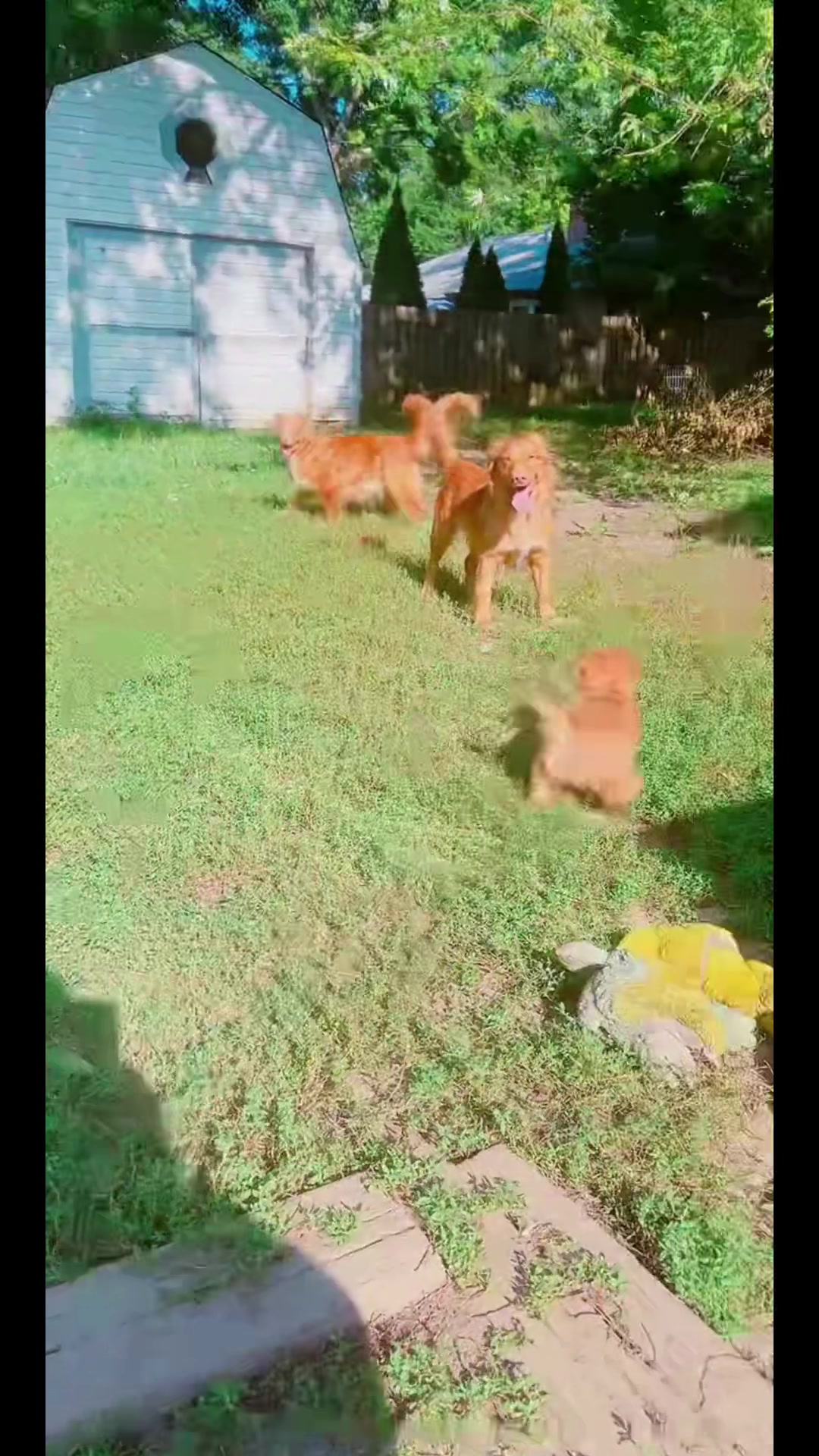 @WyldeWater Tollers 🍉