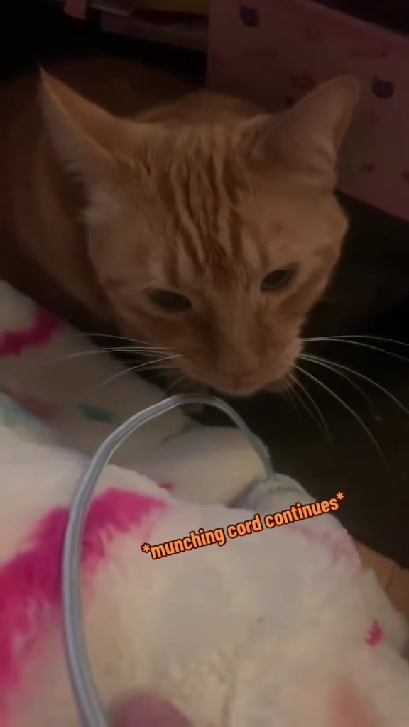 @diycatgeek (Wally & Howl)