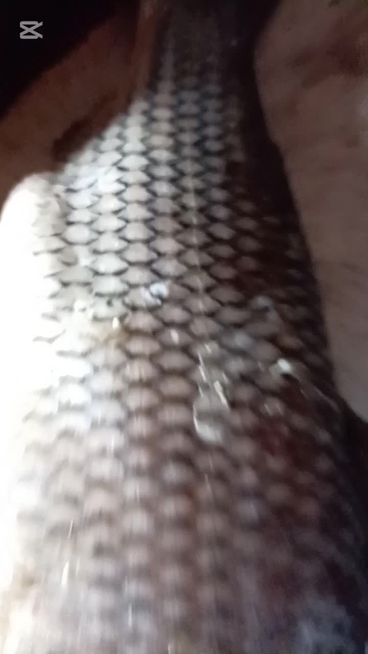@LaForjadeFrankye