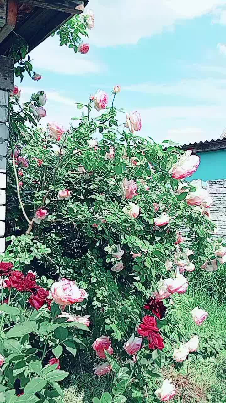 @╚»★«╝ 𝓐𝓷𝓪𝓼𝓽𝓪𝓼𝓲𝔂𝓪 ╚»★