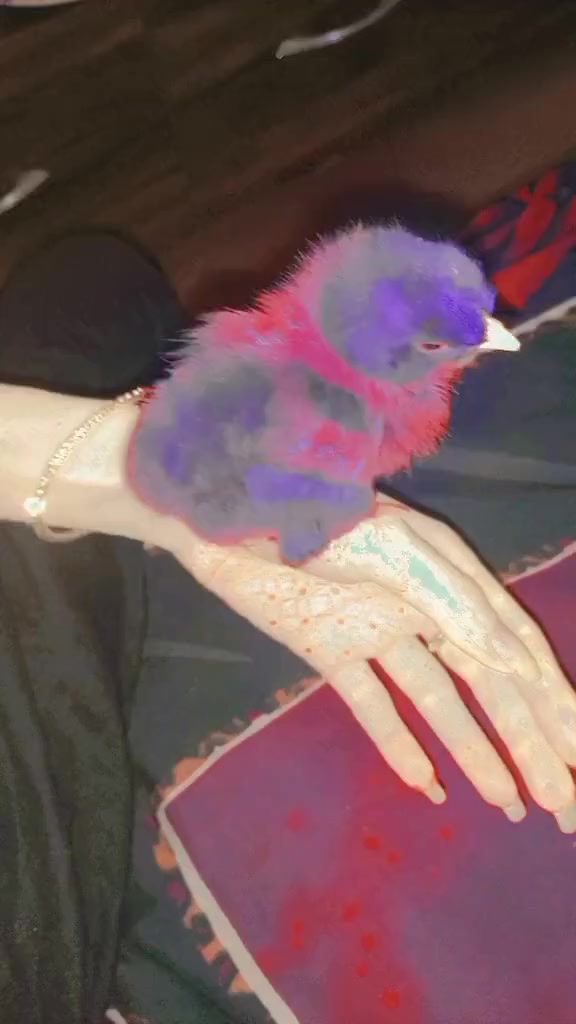 @𝓑𝓸𝓶𝓫𝓪𝔁𝓽𝓲𝓬 𝓱𝓲𝓫𝓾