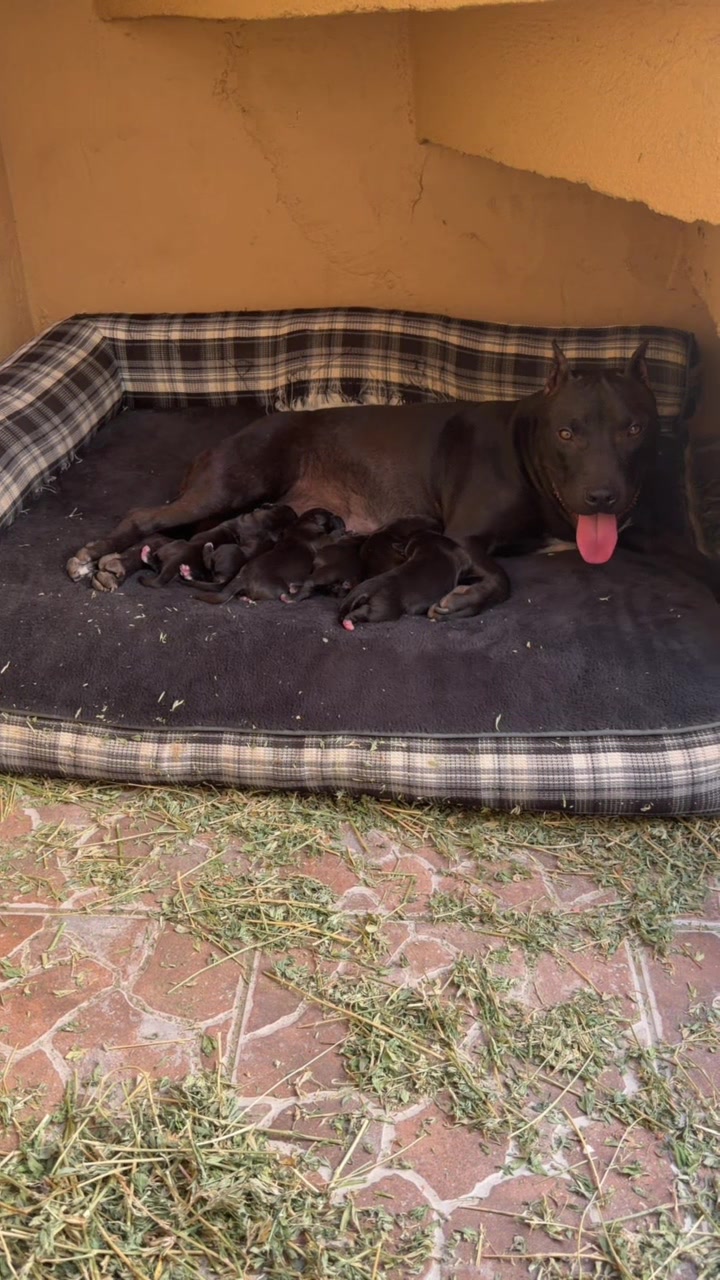 @APBT PICENO TIJUANA
