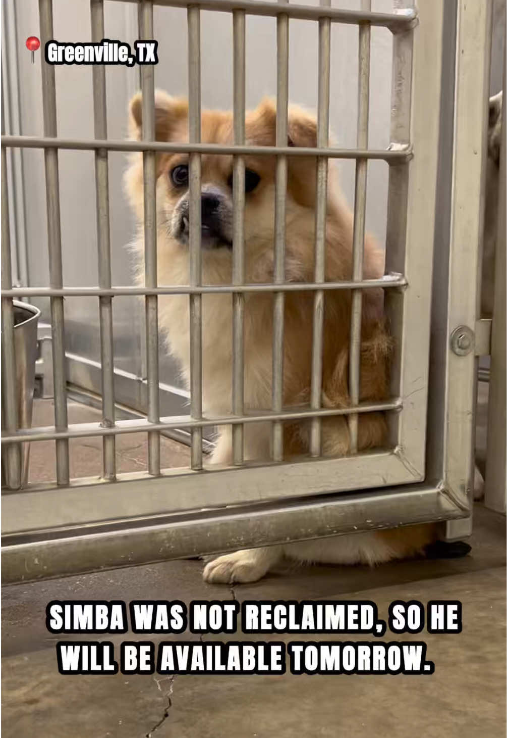 @The Dogs Need Our Help
