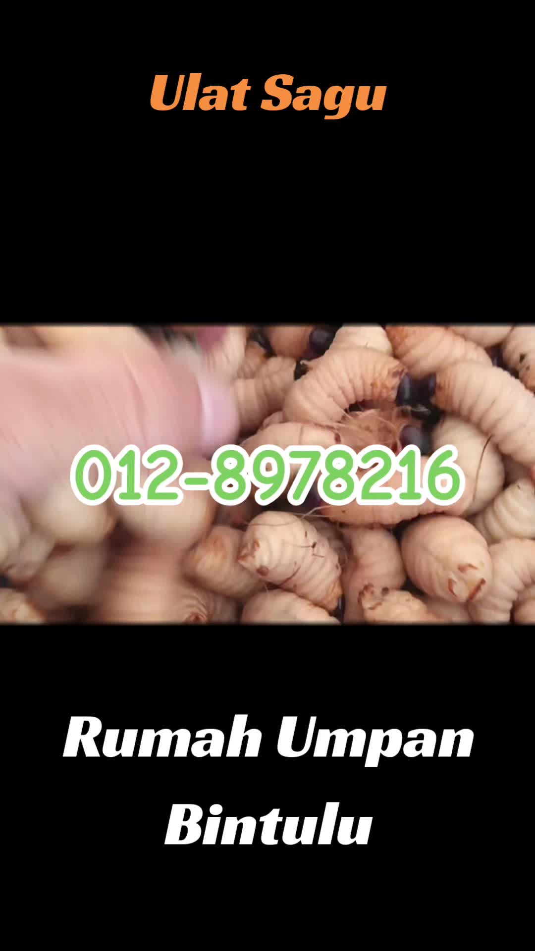 @Rumah Umpan Trading