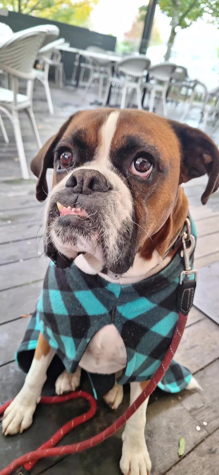 @boxerbrothers73