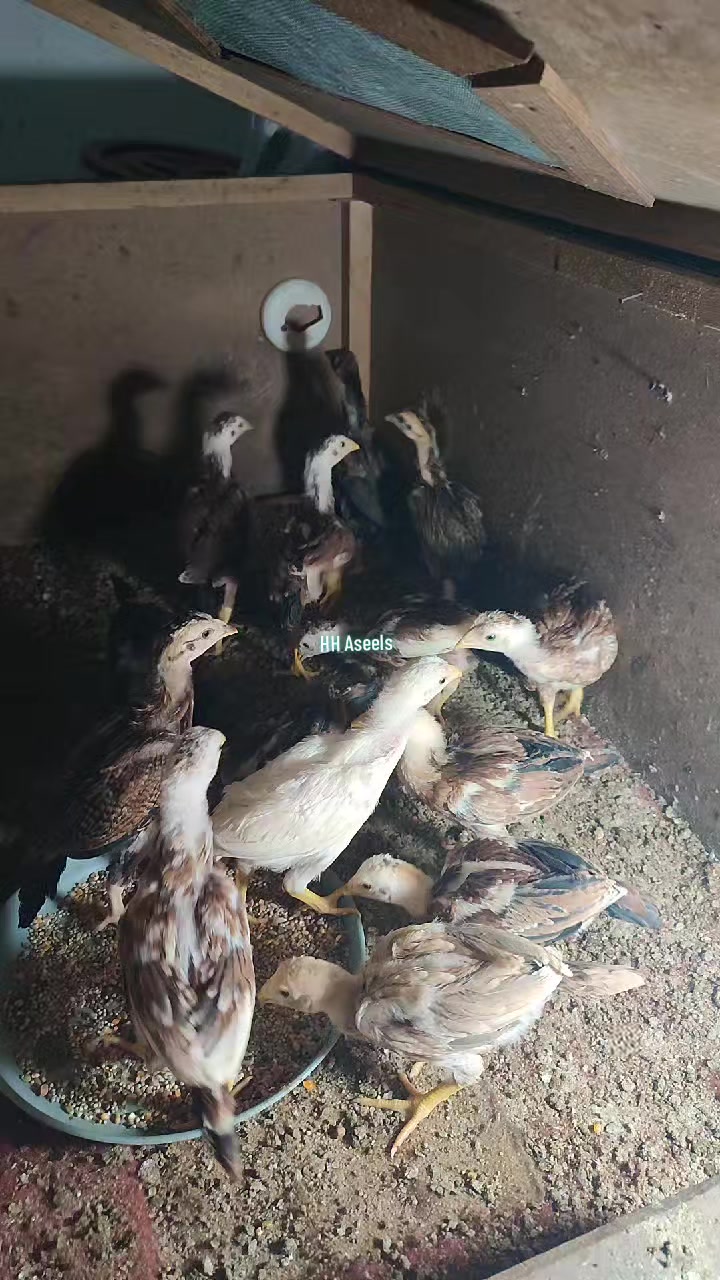 @HH &Aring;sėəłs1