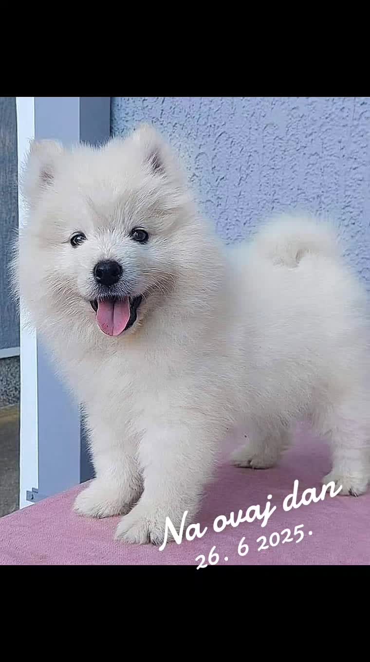 @Polar_ love_ Ice🐾