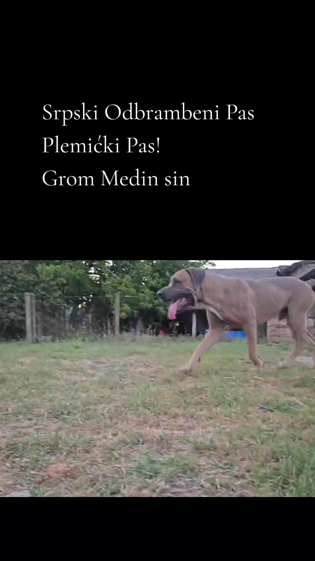 @Plemićki pas Srpski mastif