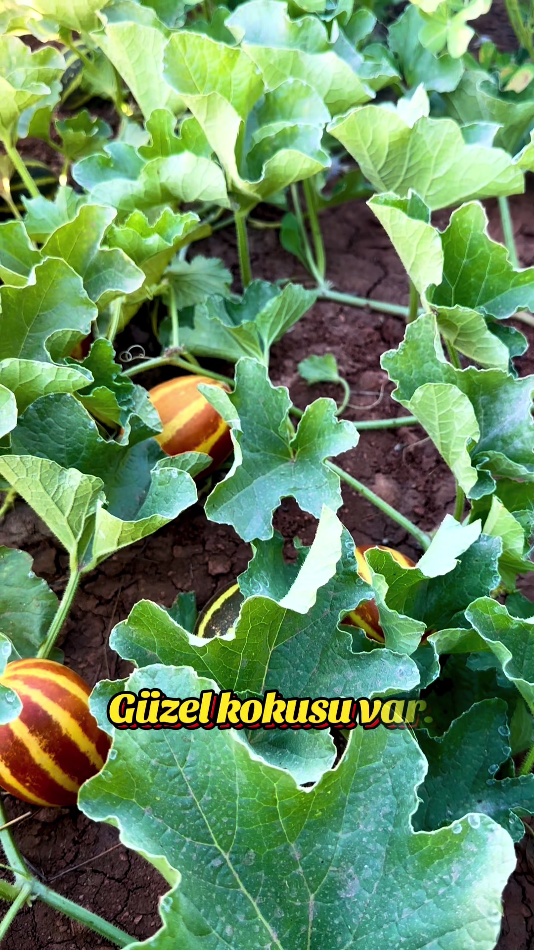@Hozan Metin