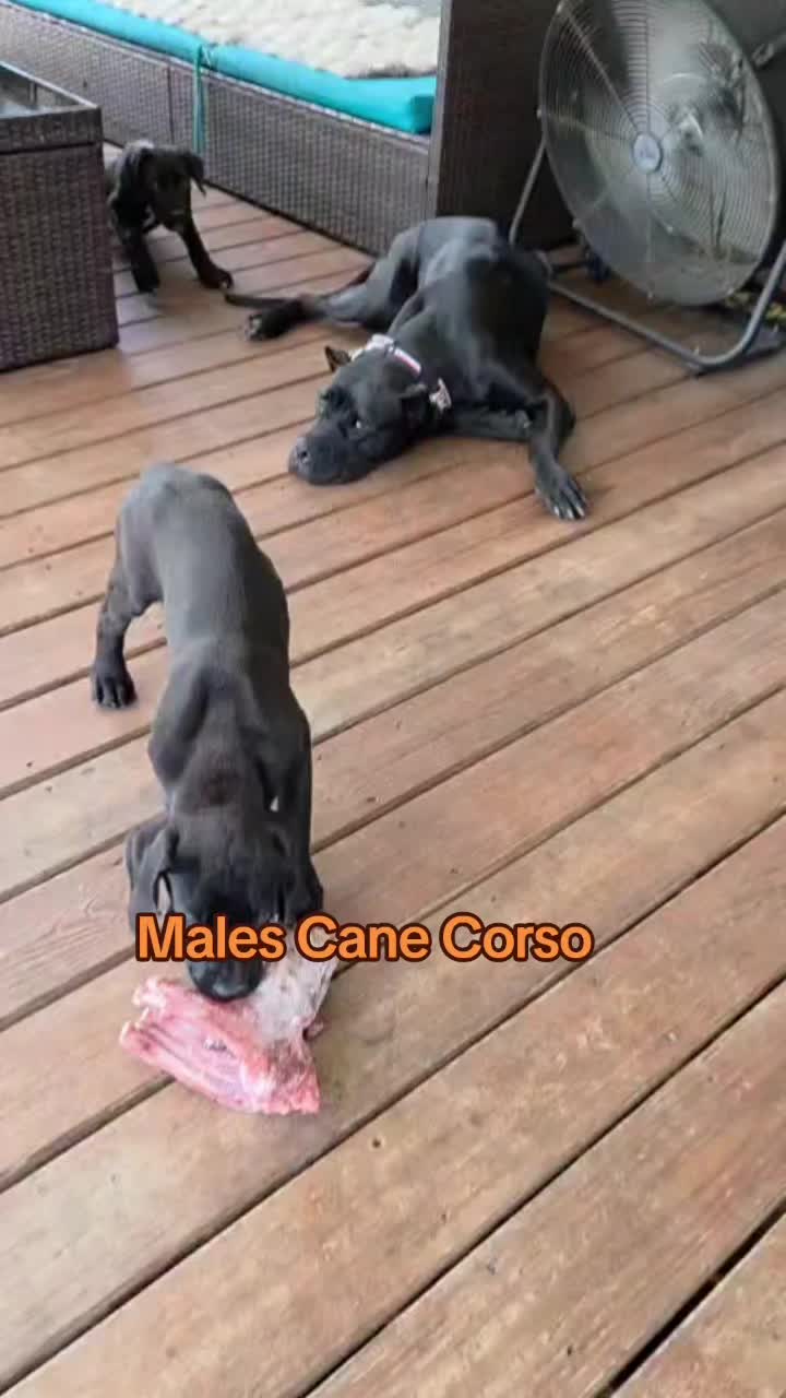 @Tommy_Yari_Frenchie