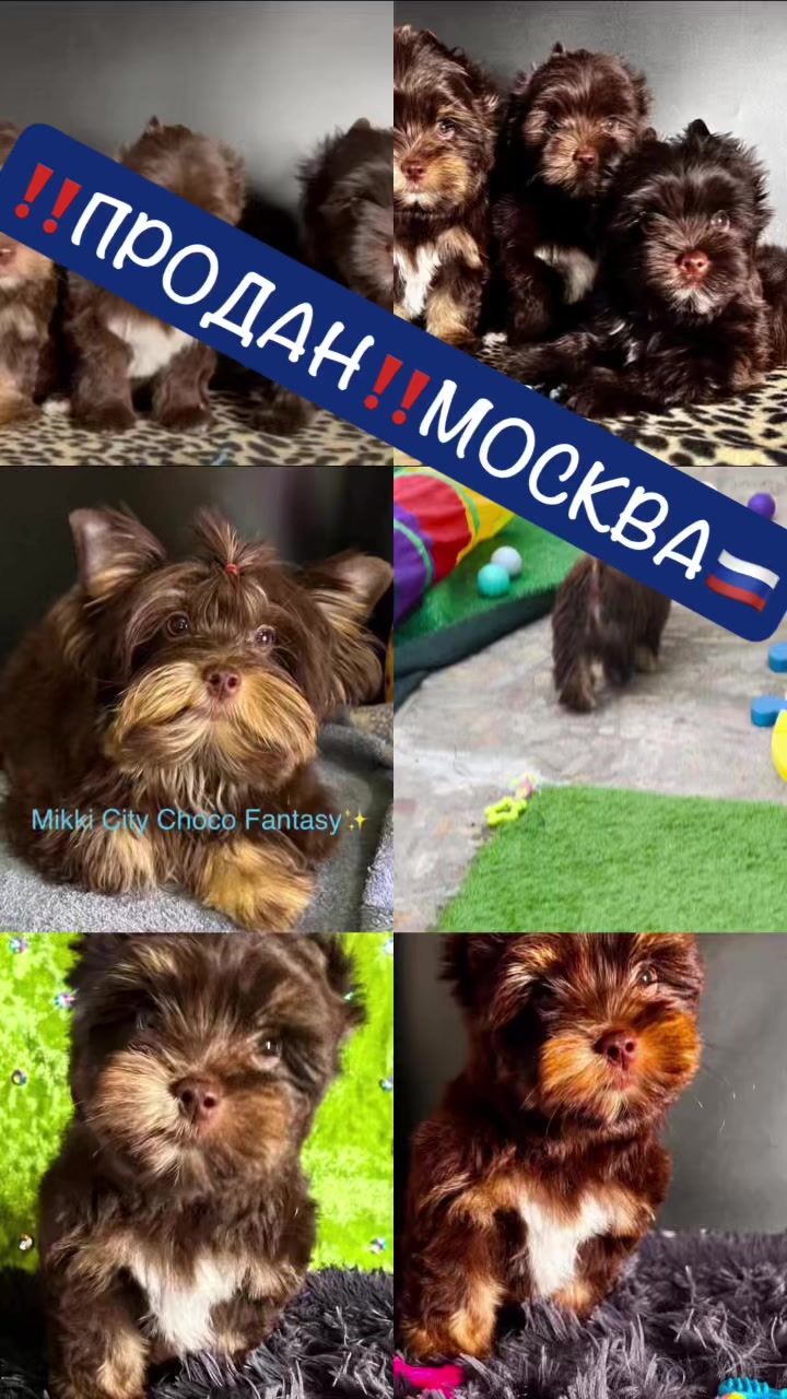 @Yorkie Maltipoo ShihTzu Teddy