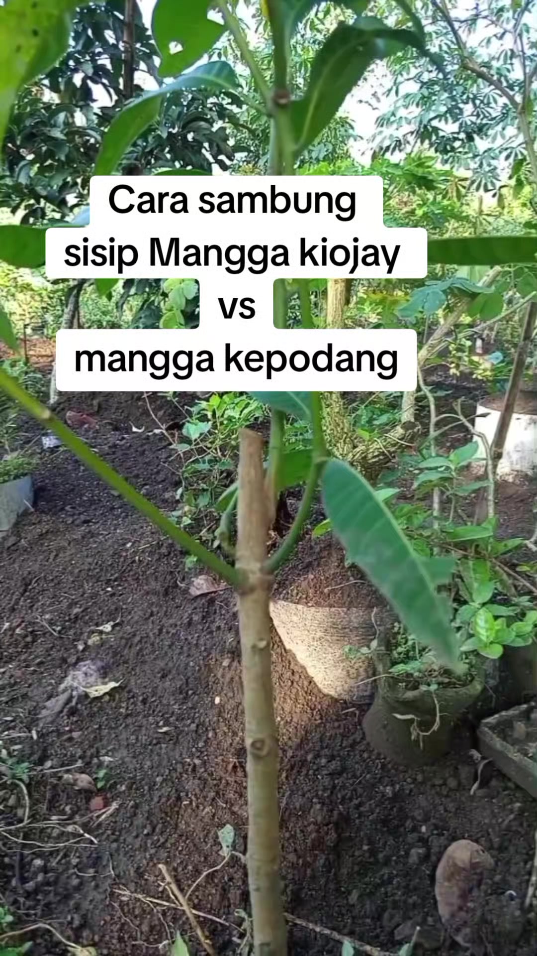 @Bos07