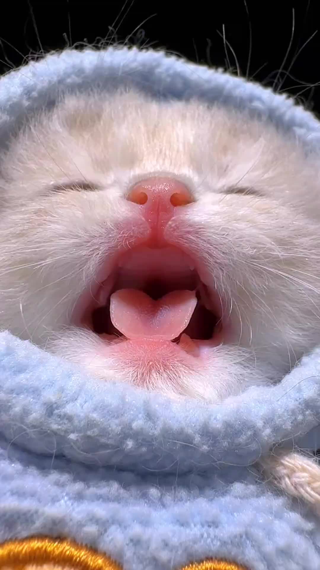 @cheerypaws