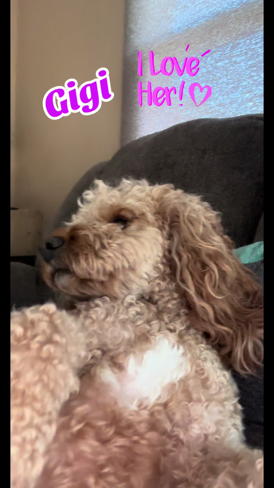 @K9StayCation