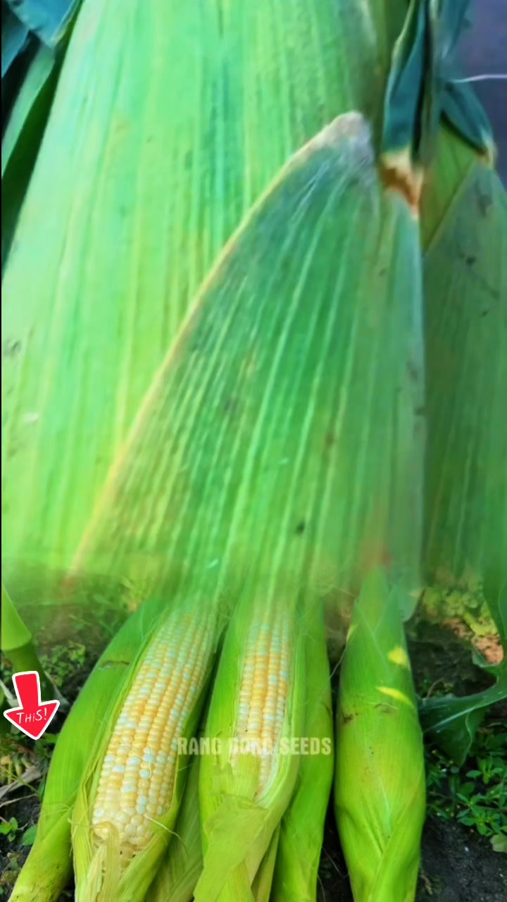 @tới đồ dùng
