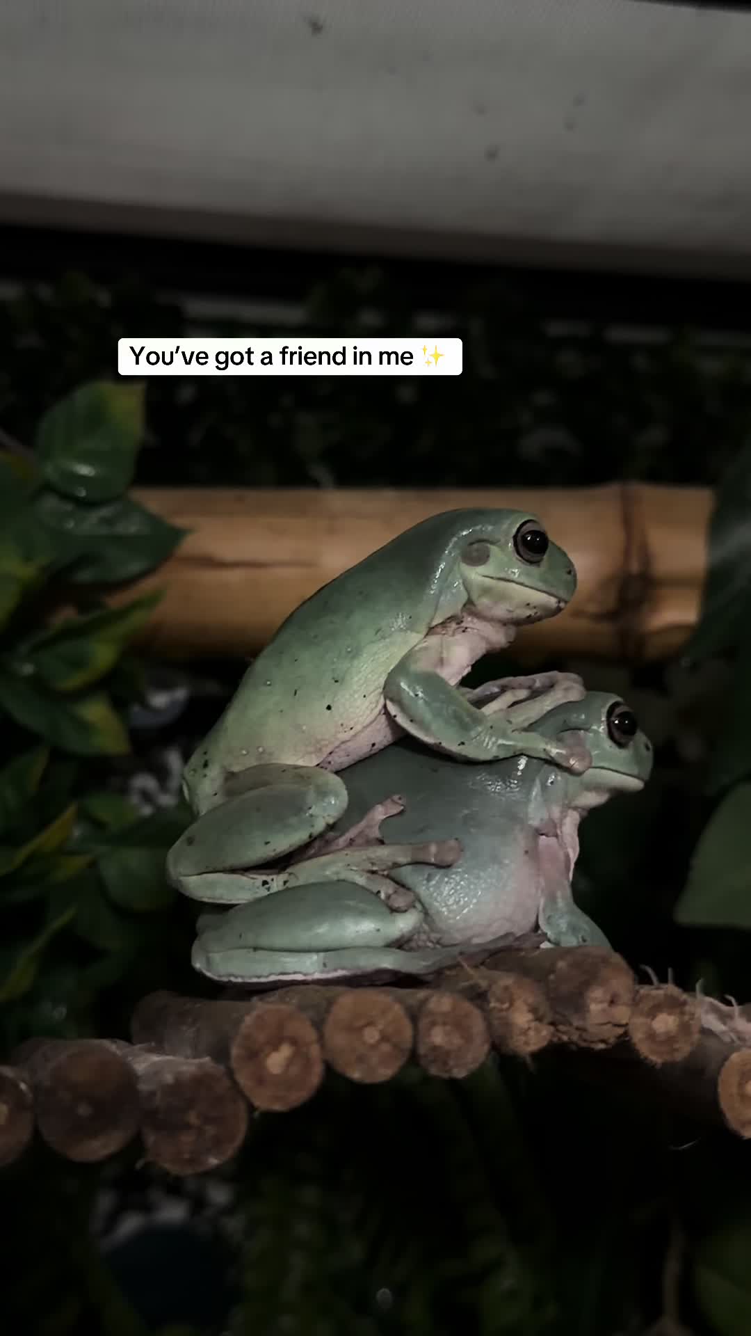 @frogsandoddities