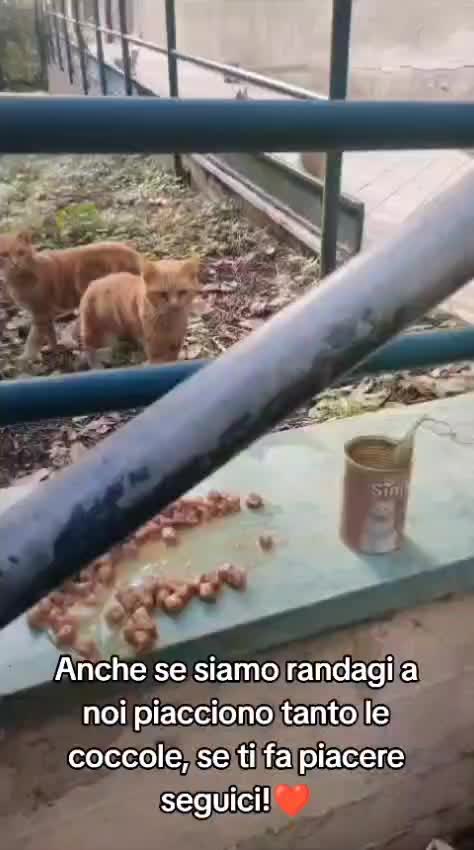 @ELETTRA L'ANIMALISTA