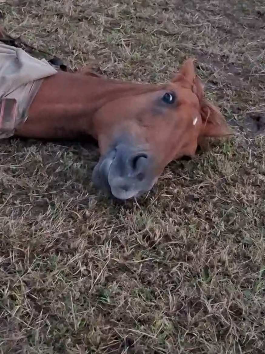 @Dino and horses