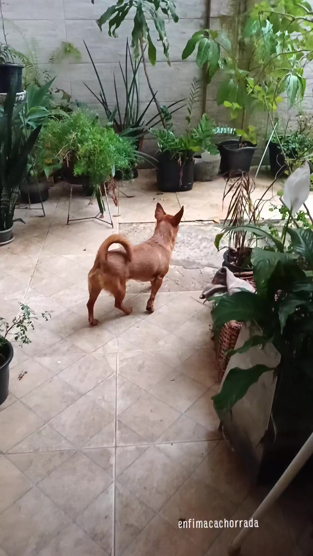@Cosmos🐕 Maui🐶  Aurora🦊