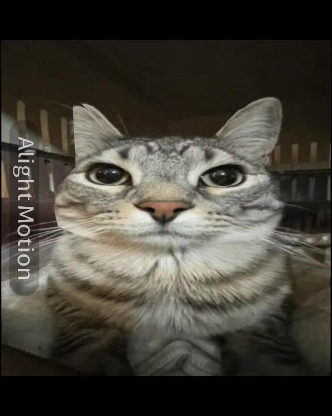 @𝓜 𝓐 𝓓 𝓡 𝓘 𝓟 𝓟 𝓘 ꧁꧂✧✟