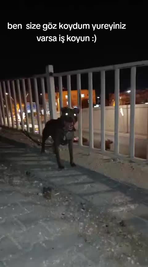 @🦁DİNO🦁