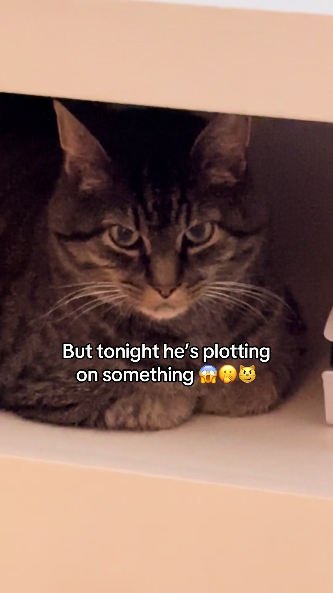 @Joep_the_ rescuecat