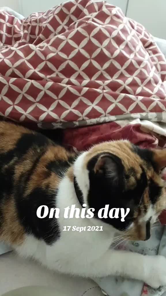 @CATS QUEEN 💔💔💔