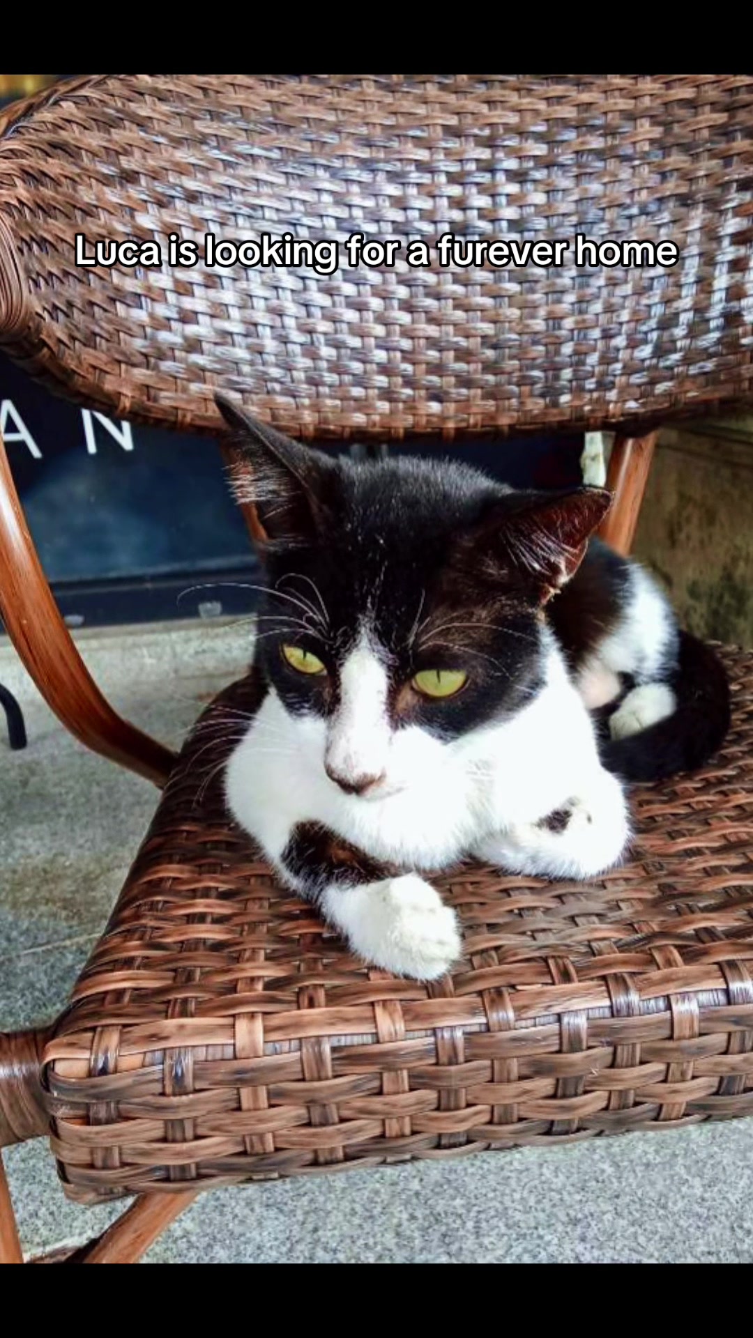 @Cats of BGC
