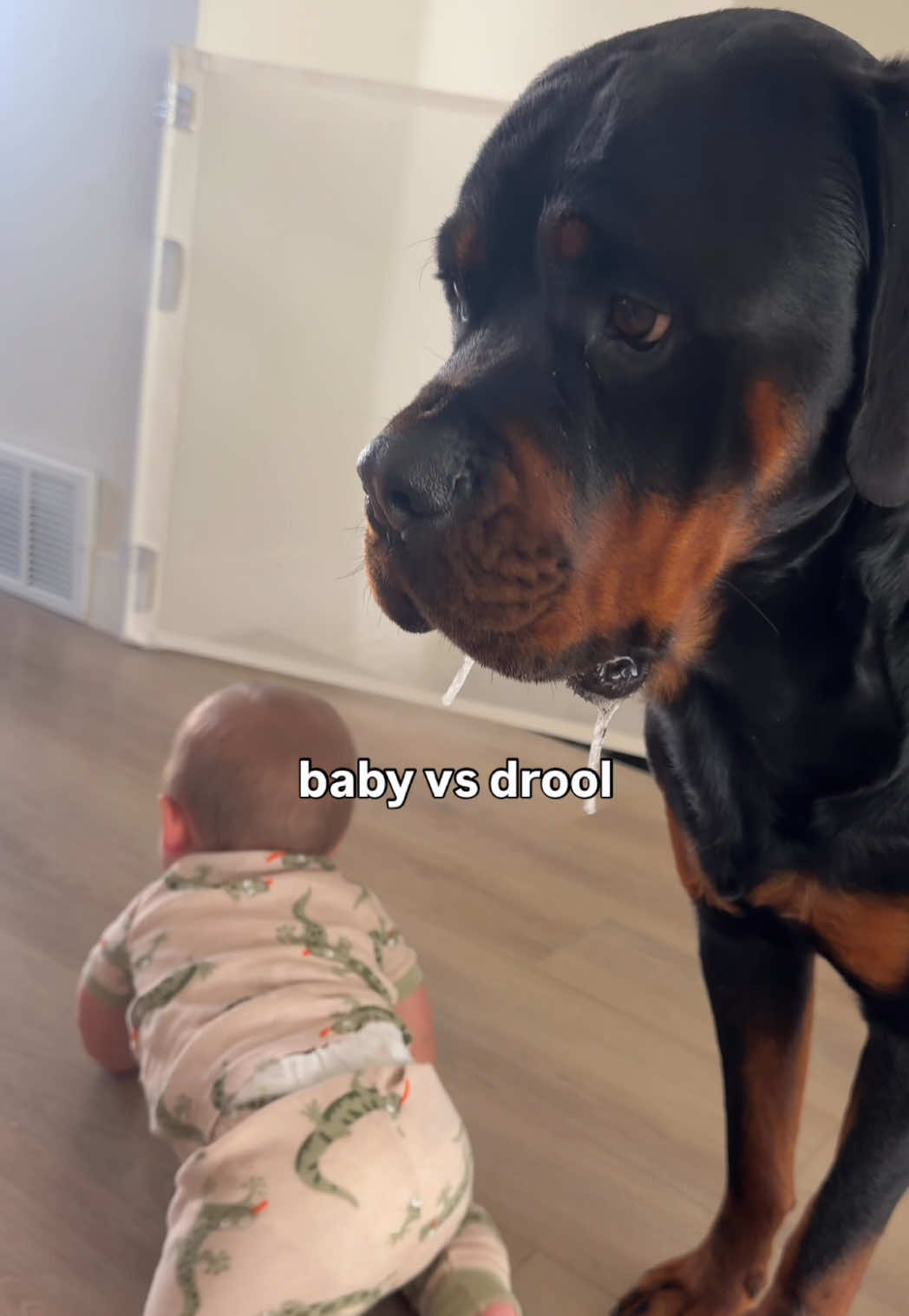 @Rex the Rottweiler
