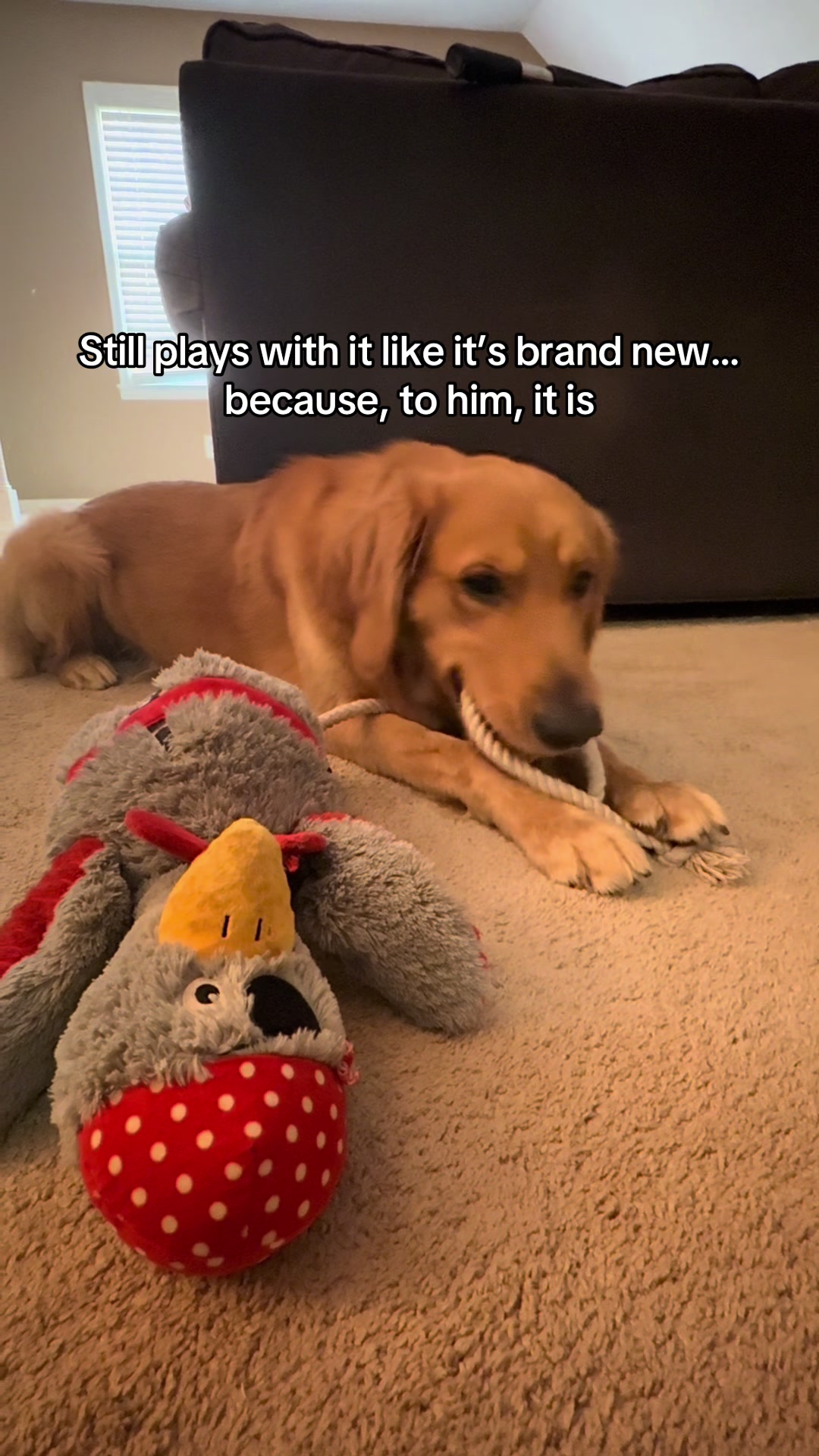 @Charlie the Golden