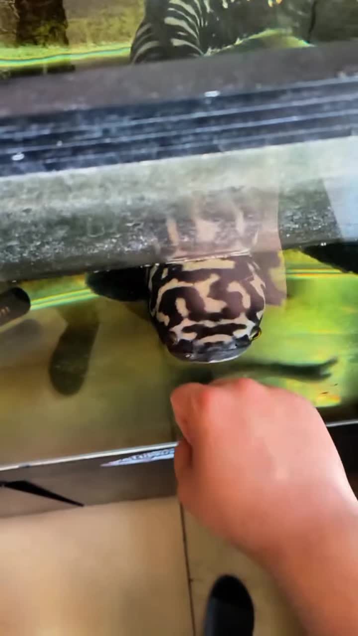 @Monsterfishkeeper