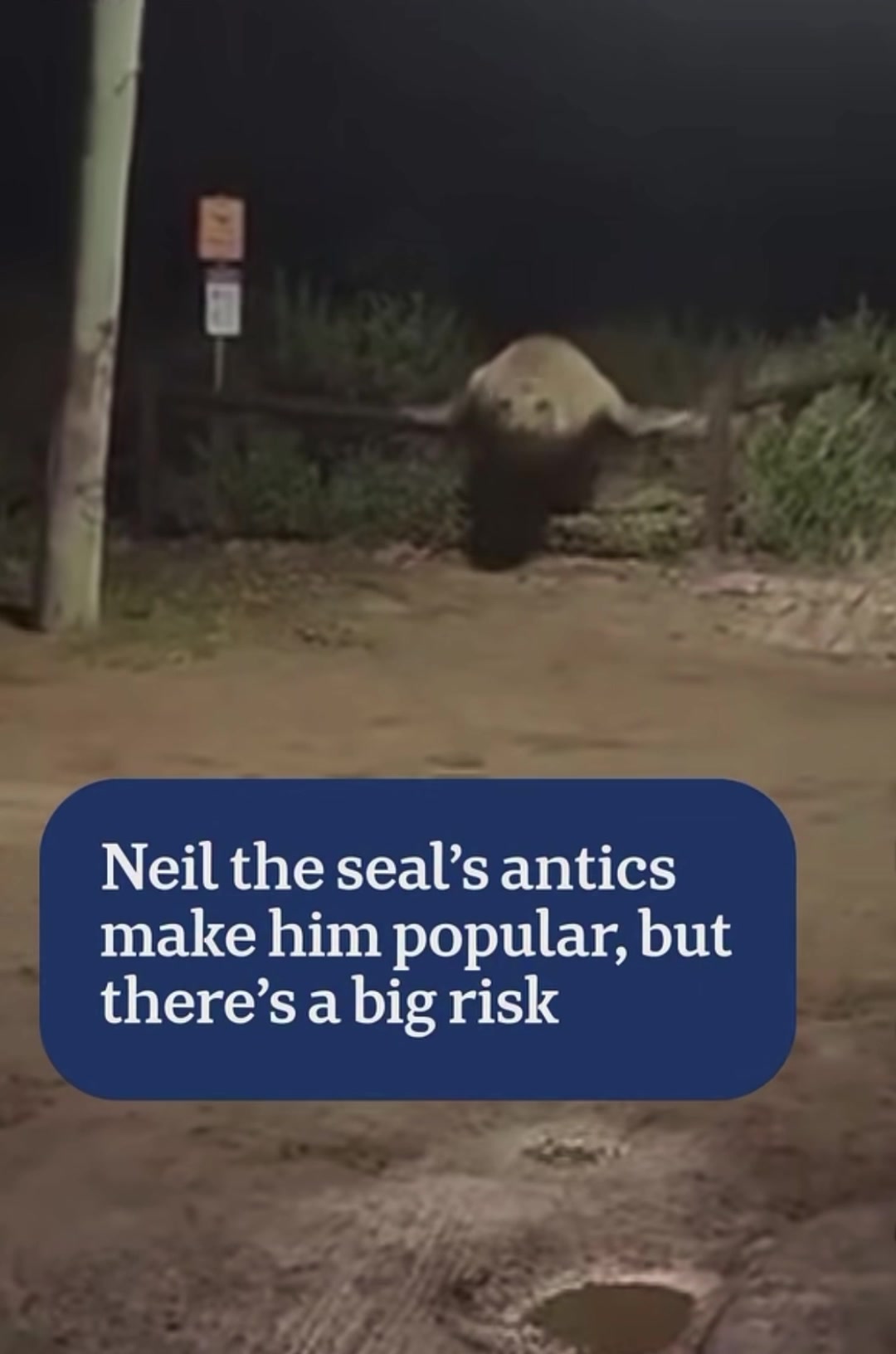 @Neil the Seal 🦭