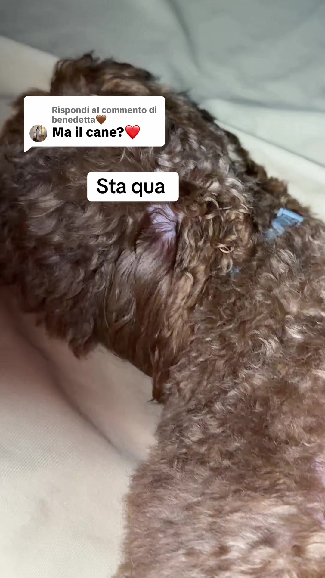 @misterpellapazzofamily1