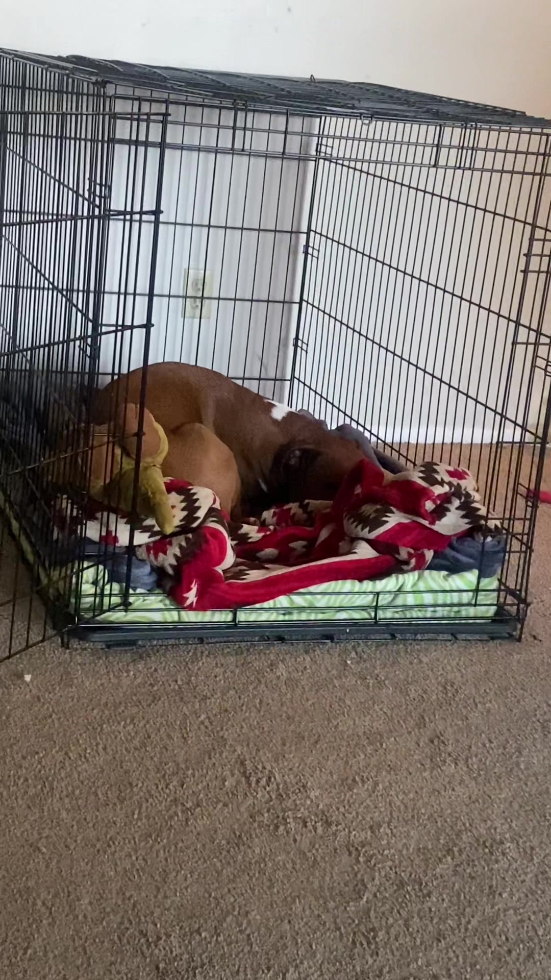 @Clyde the Boxermix