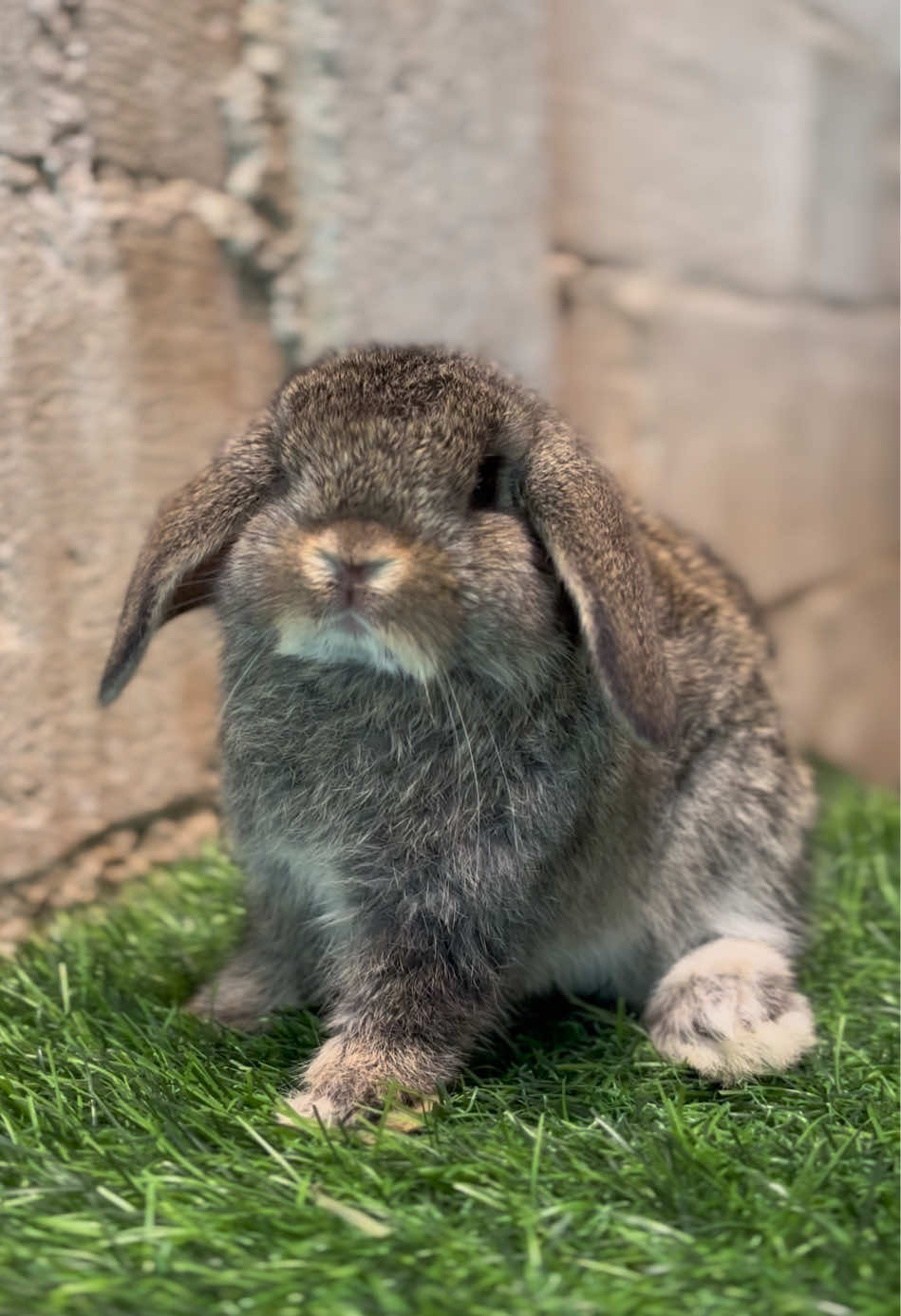 @chedyrabbit.jkt