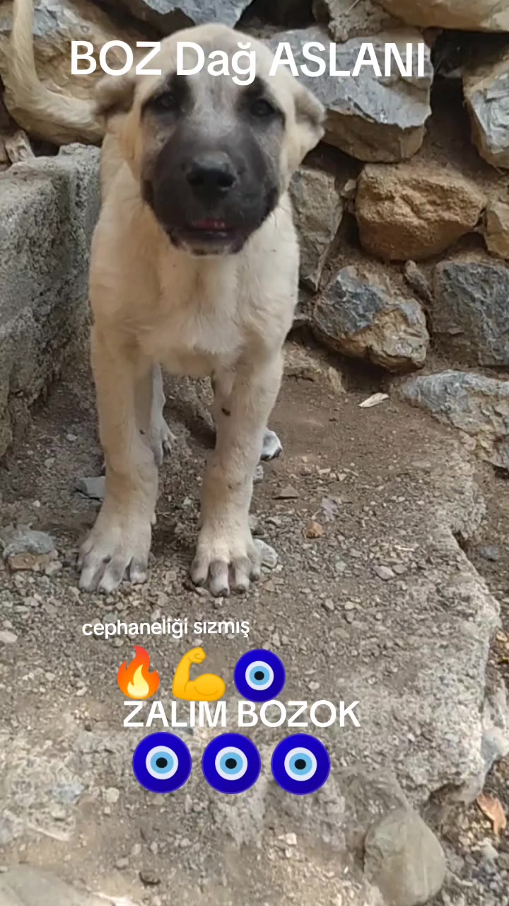 @Boz DAĞLI mmttnr Dev yarenleri