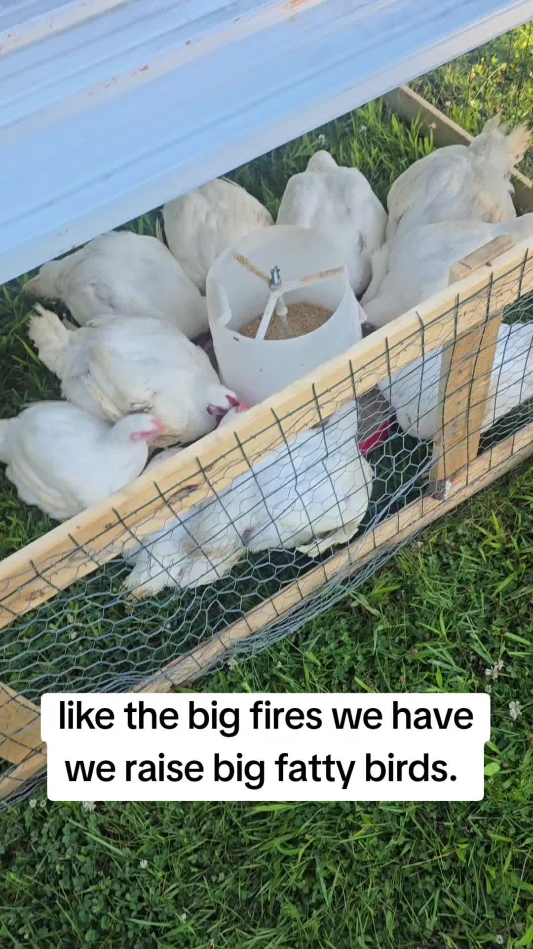 @2nd_Amend_Pasture_Raised_Eggs