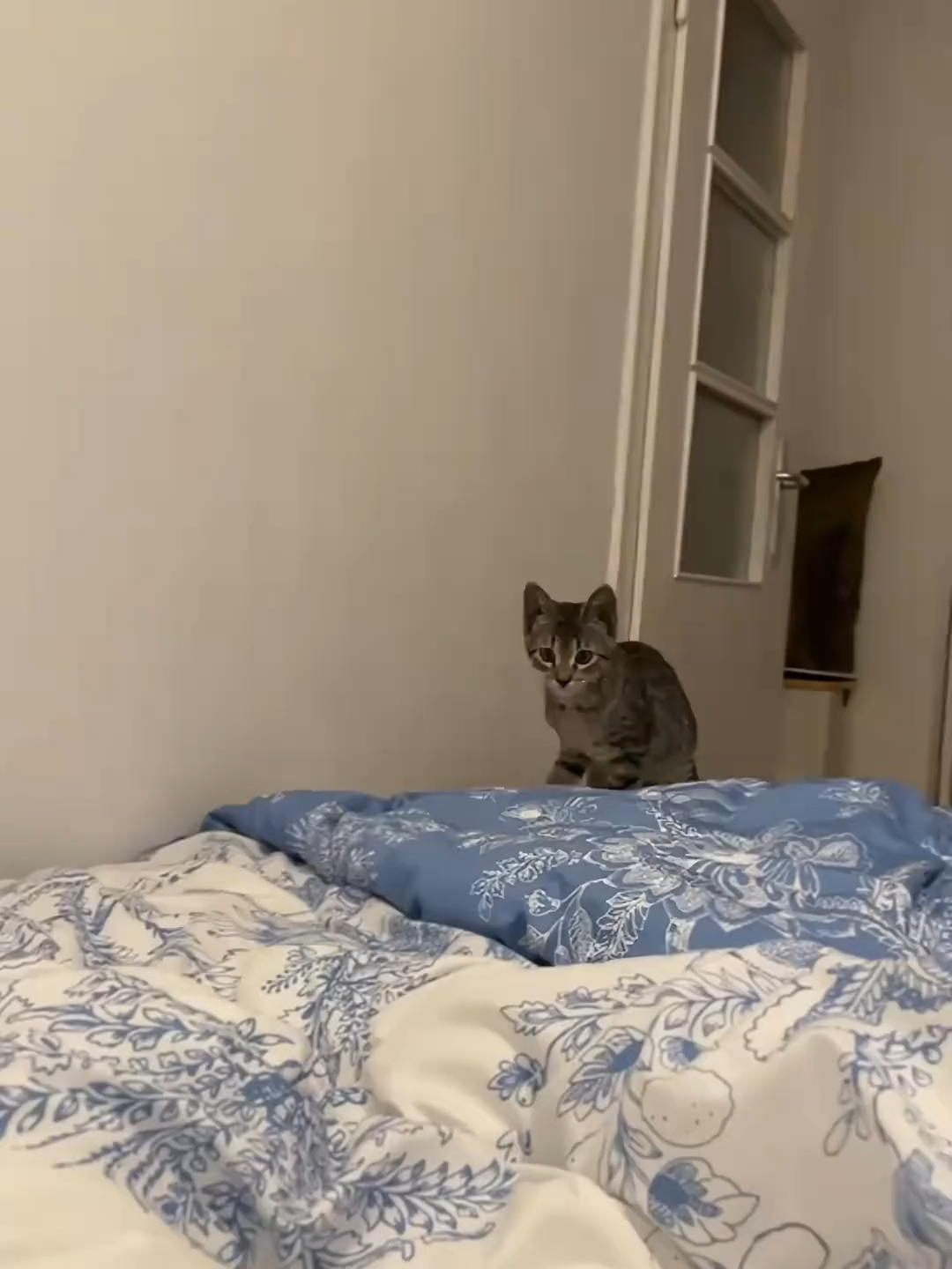@cats