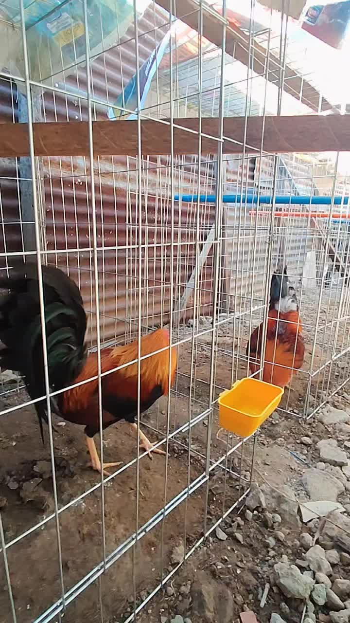 @RDDgamefowlbreeder