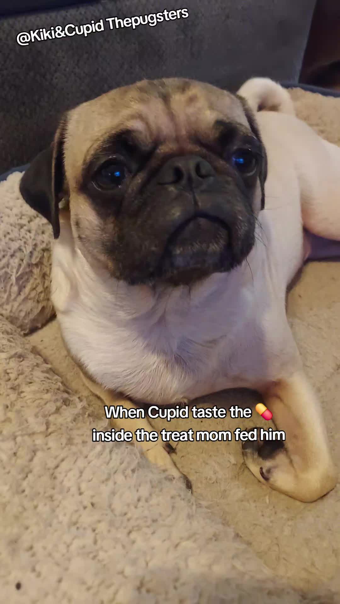 @Kiki&Cupid Thepugster