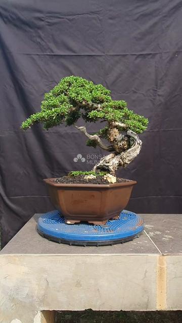 @Bonsai Mungil
