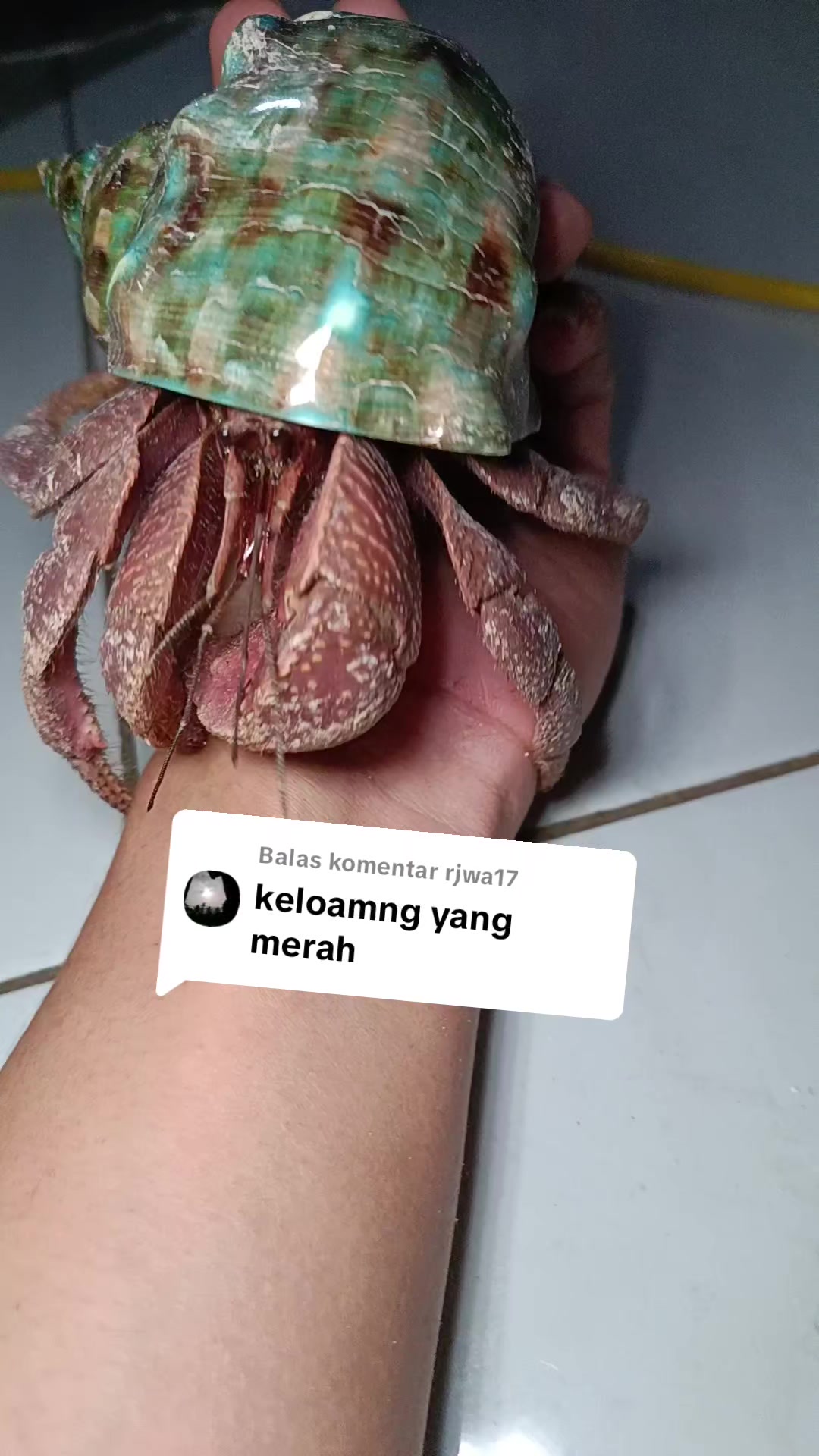 @Kudojiraiya