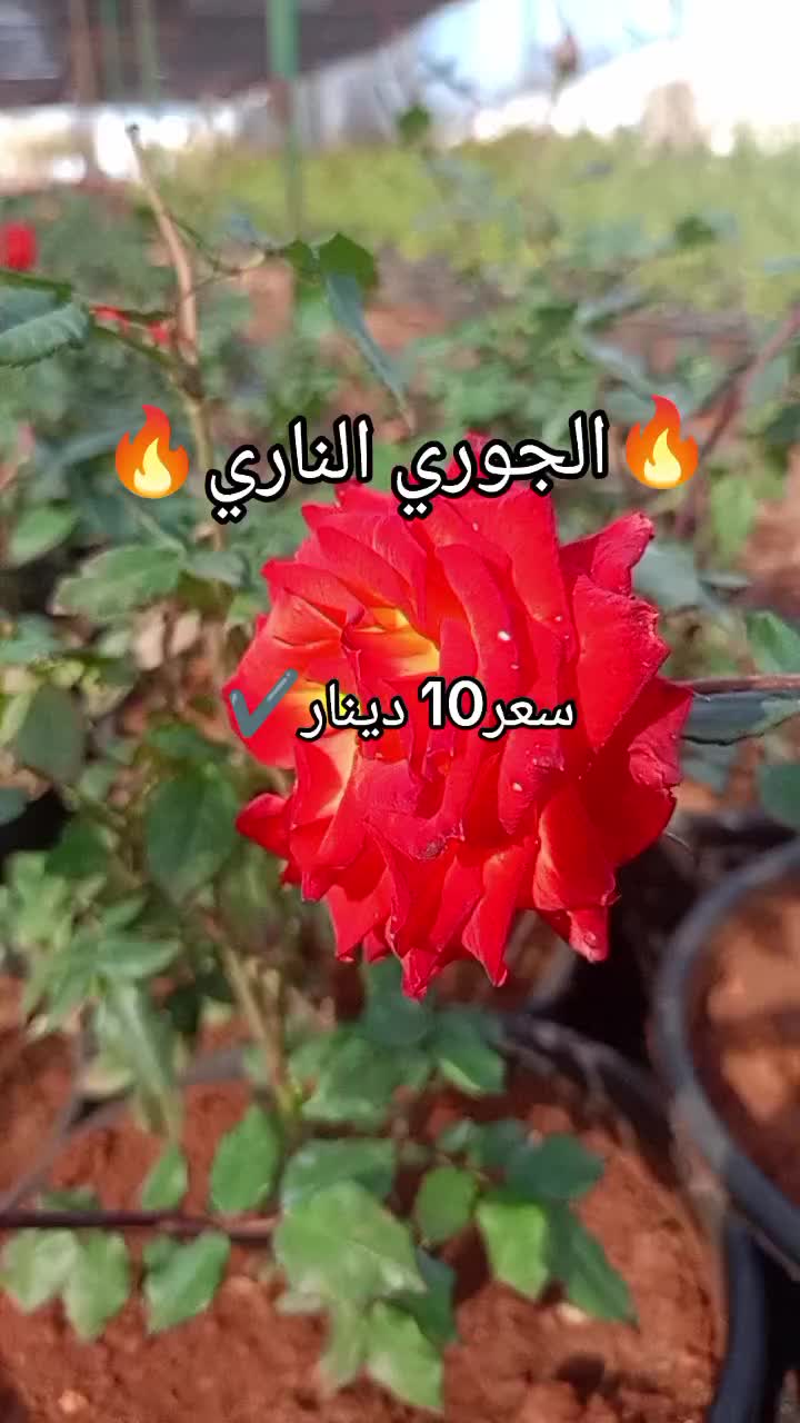 @مشتل الرحمن