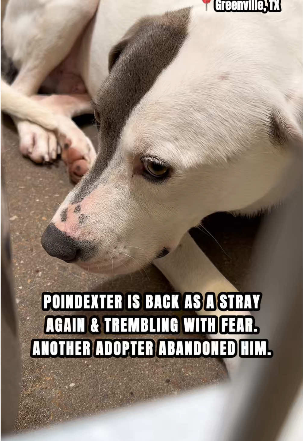 @The Dogs Need Our Help