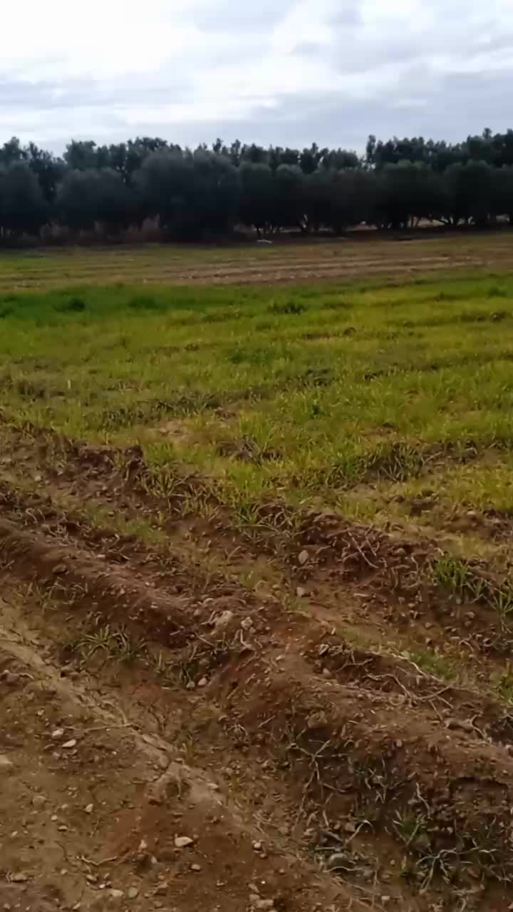 @arifino_officiallⵣ 🇲🇦🇪🇦
