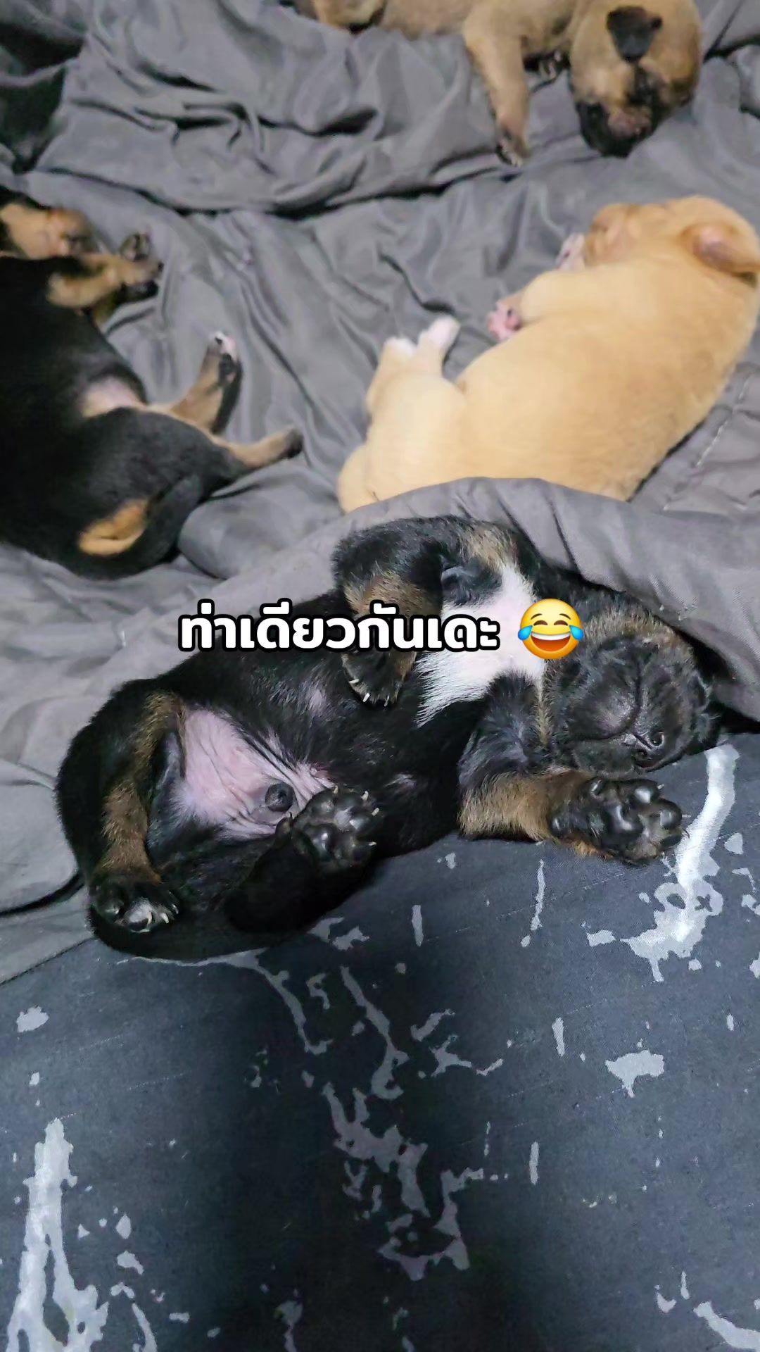 @อาร์ม วุฒิกร