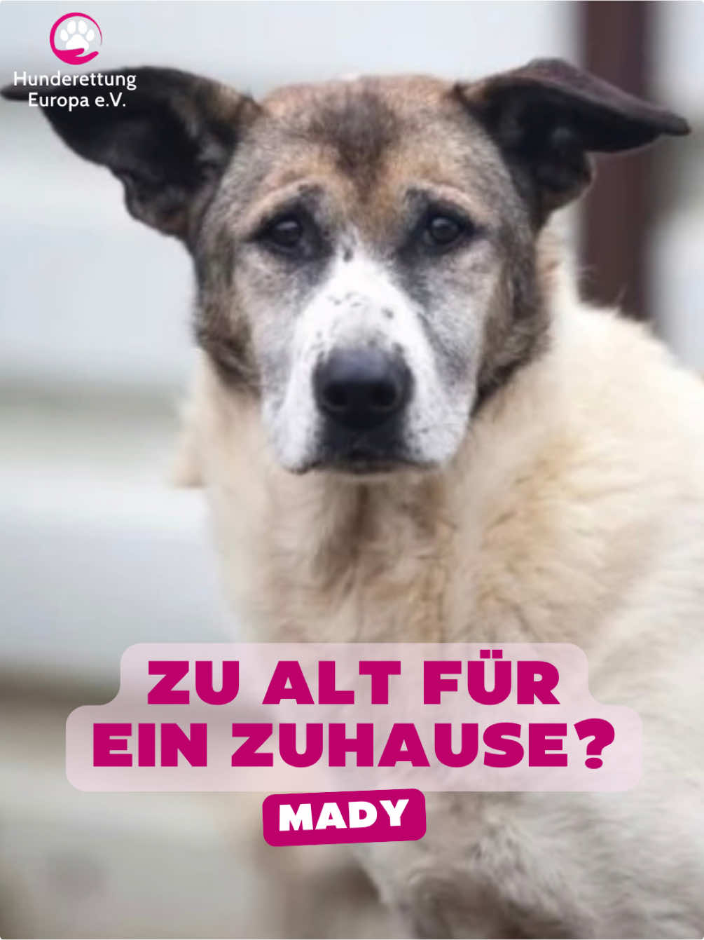 @Hunderettung Europa