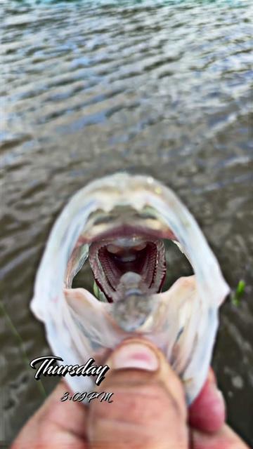 @wyatthodges