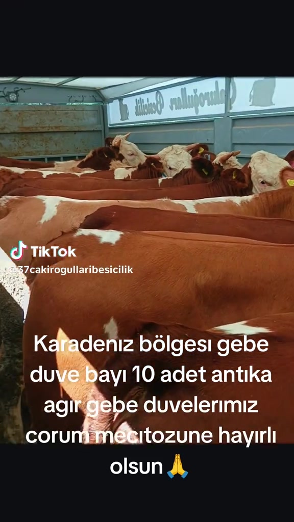 @Birol Çakıroğlu